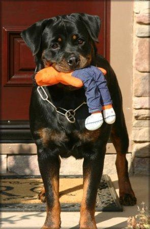 Rottweiler single owner
